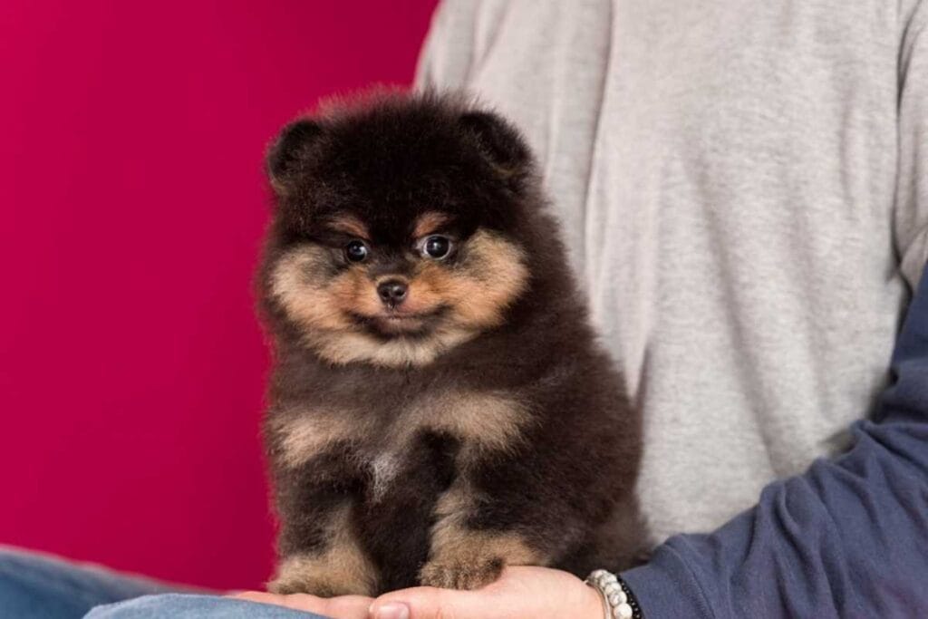 Filhote de lulu da pomerânia sentado no tapete da sala