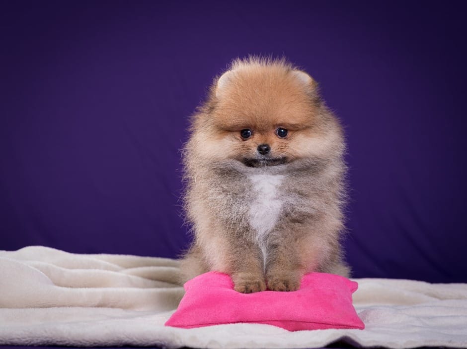 Filhote de lulu da pomerânia recebendo petisco durante o treino
